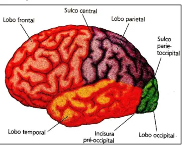 Figura 2.1 _ Lóbulos e Hemisférios do Cérebro. 