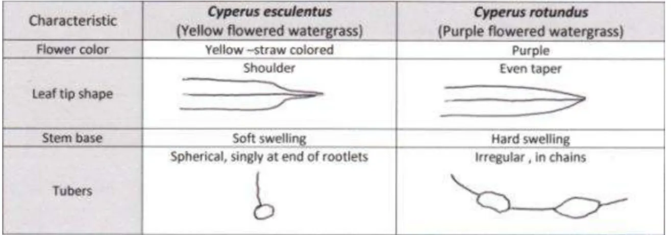    Figure 4.1. Diagram of differences between Cyperus esculentus and Cyperus rotundus