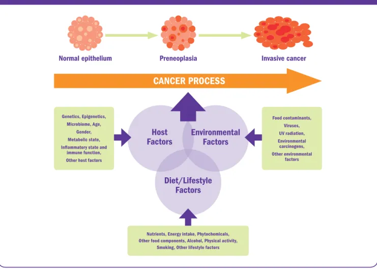 Figure 3: Diet, nutrition and physical activity, other environmental exposures and   host factors interact to affect the cancer process