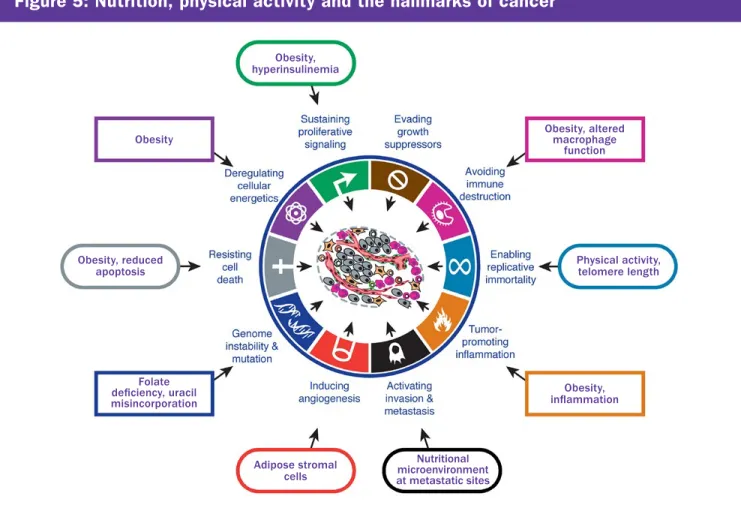 Figure 5: Nutrition, physical activity and the hallmarks of cancer