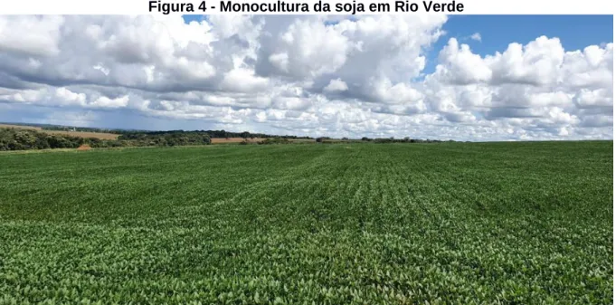 Figura 4 - Monocultura da soja em Rio Verde 