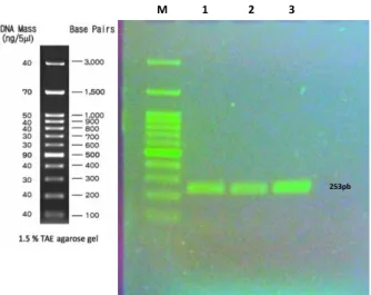 Figura 5. Análise da eletroforese em gel de agarose 1,5%. 