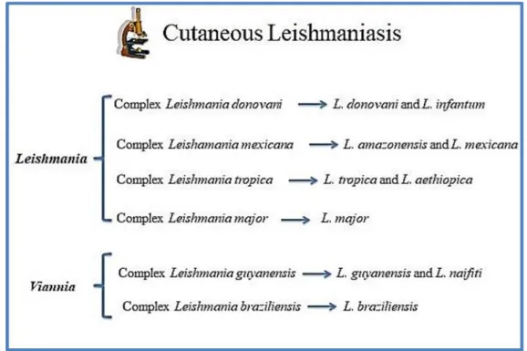 Figure 1. Flowchart of the Leishmania species complex causing Cutaneous Leishmaniasis  and its respective parasites in each group