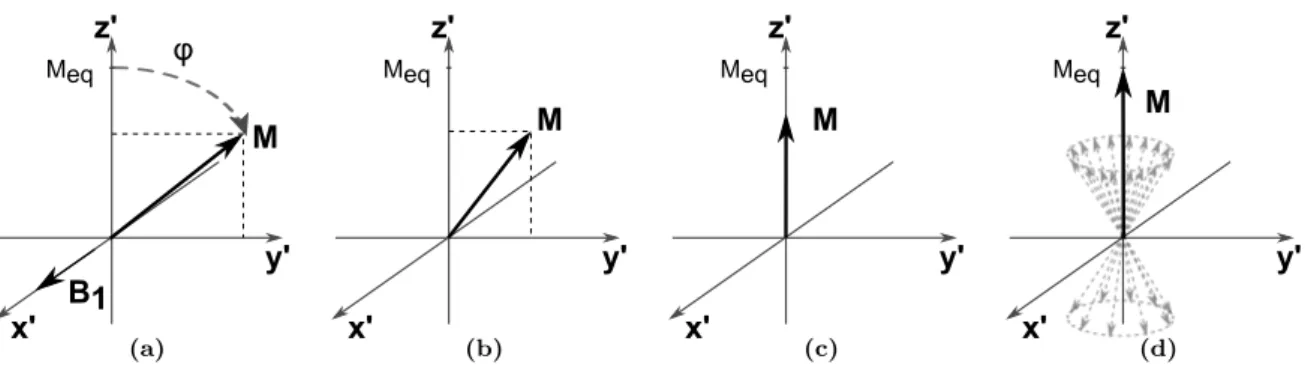 Figure 2.3: Evolution of the net macroscopic magnetization in the rotating frame after being tipped through an angle φ.