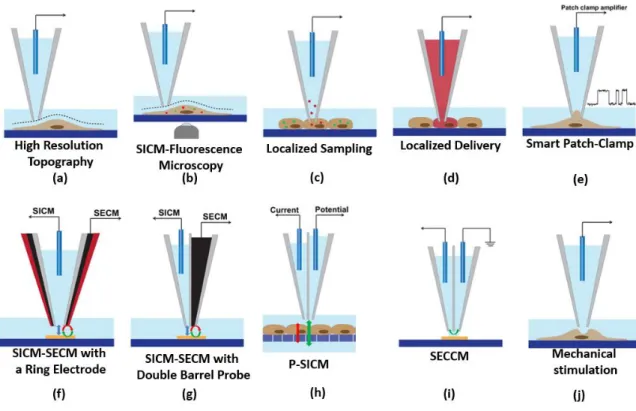 Figure  7  |  Imaging  techniques  in  SICM  [18].  The  most  common  technique  in  SICM  is  high  resolution  topography and its combination with Fluorescence microscopy (b), however this microscopy can also be  adapted to specific techniques, like sma