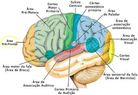 Figura 2: Córtex Cerebral 