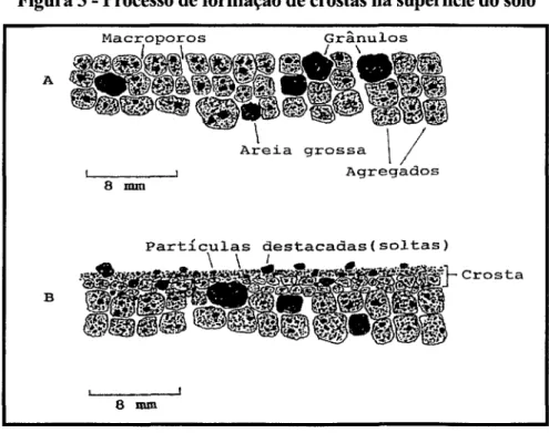 Figura  3 - Processo de formação de crostas na superfície do solo 