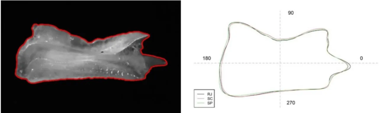 Figura 7 - Imagem digital do otólito de S. colias mostrando o contorno extraído (esquerda)