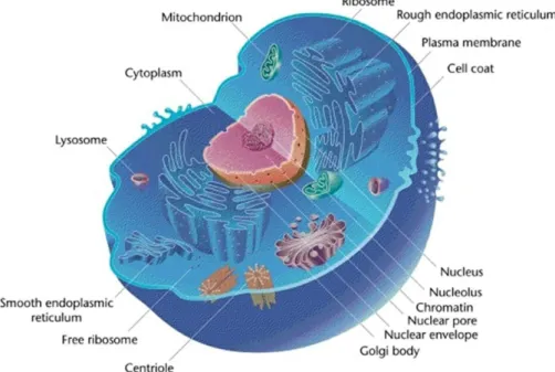 Figure 2.1: Diagram of eukaryotic cell. Source: [9]