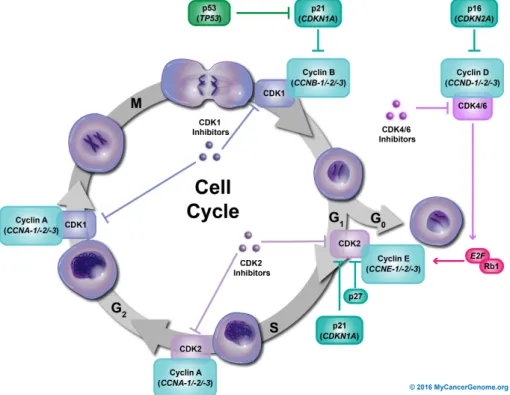 Figure 2.2: Cyclin presence in the ekaryotic cell cycle. Source: [14]