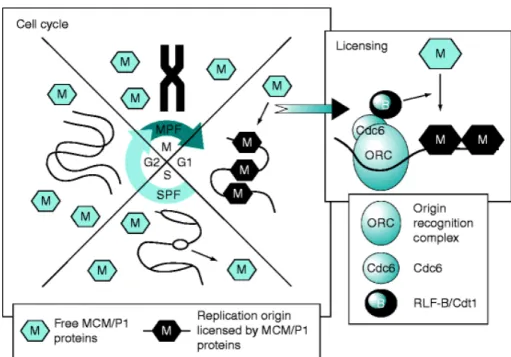 Figure 2.3: Ilustration of the replication licensing mechanism. Source: [16]