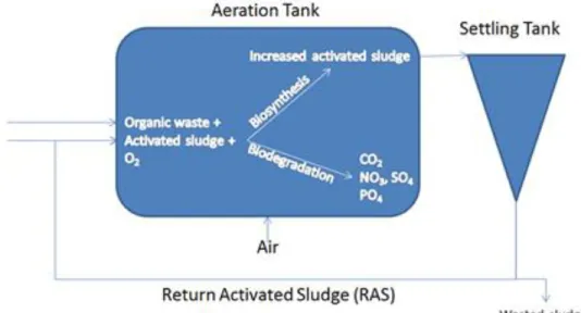 Figure 1 - Organic matter removal by the activated sludge process. 