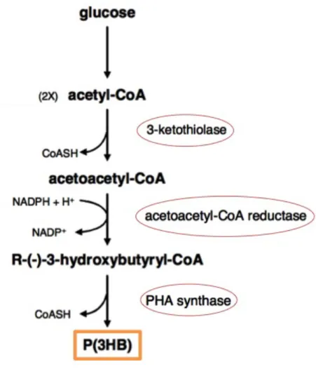 Figure 3 – Pathway of P(3HB) synthesis in Cupriavidus necator, adapted from [27]. 