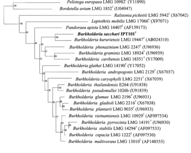 Figure 7 - Neighbour-joining phylogenetic tree of Burkholderia sacchari and related bacteria based on 16S rRNA  sequence comparisons from [41]