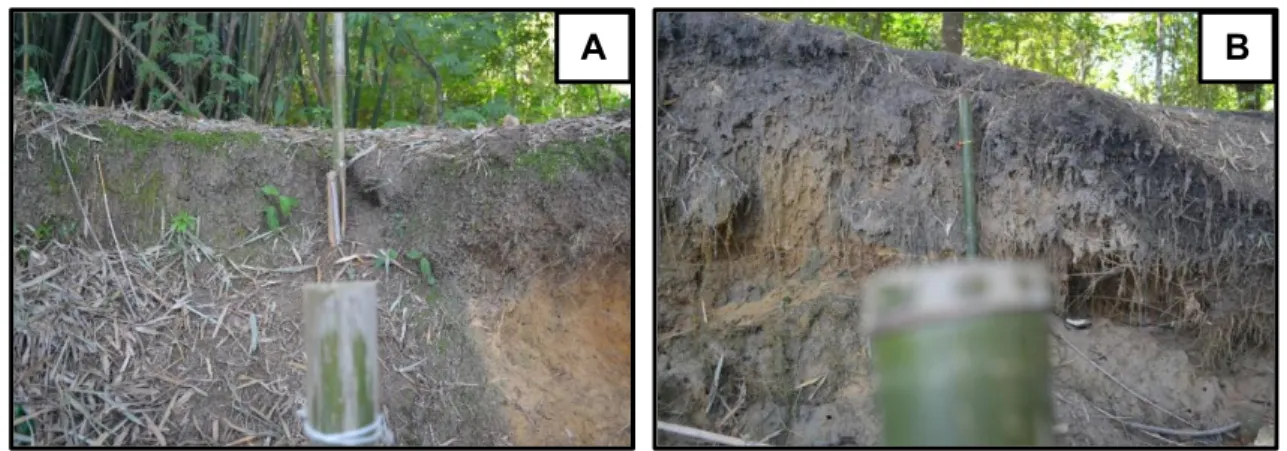 Figura  13:  Estacas  para  mensuração  de  processo  erosivo.  A)  Área  Controle.  B)  Área  do  PRAD,  anterior  a  implantação