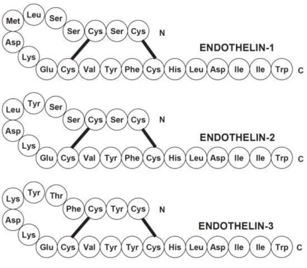 Figure  1.  Amino  acid  sequences  of  the  three  isoforms  (ET-1,  ET-2,  and  ET-3)  of  endothelin  