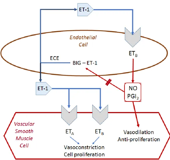 Figure 2. The interaction between ET-1 on endothelial and smooth muscle cells, and  the ET A  and ET B  receptors is shown