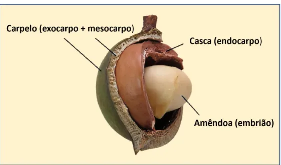 Figura 3 - Composição do fruto de macadâmia 