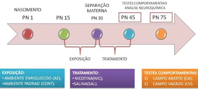 Figura 6 – Linha do tempo do experimento 