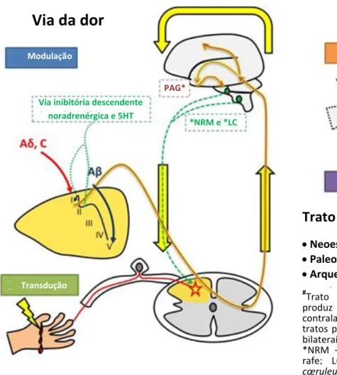 Figura 12- Sistema modulatório descendente da dor. 