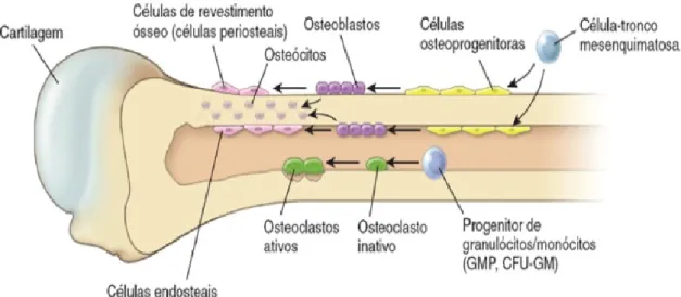 Figura 4 - Disposição das células ósseas 