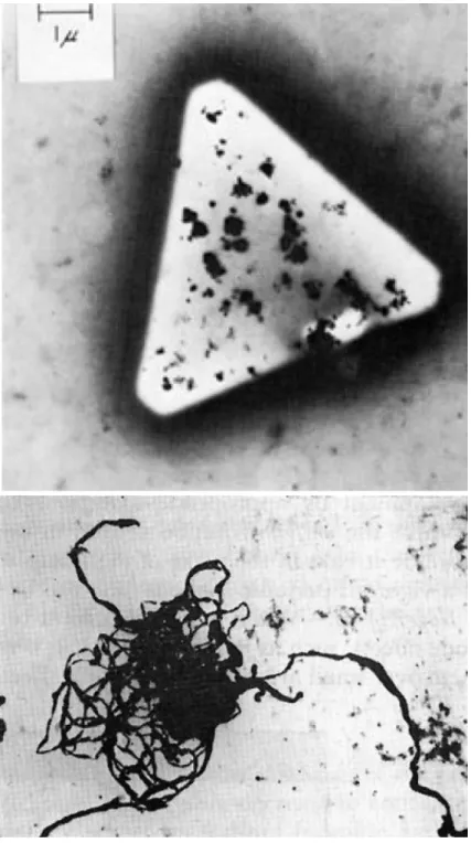 Figura 8 - Microscopia do grão sensibilizado e a prata.