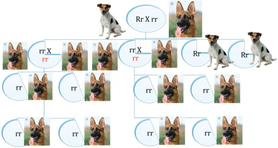 Figura 4 - Fluxograma 1: Cruzamento de cães de orelhas caídas com cães de orelhas eretas.