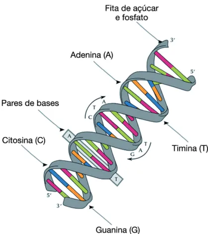 Figura 1 – Esquema de um trecho da molécula de DNA e seus componentes