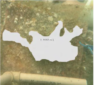 Figura 26 - Quantificação da área da esponja D. anchorata transplantada para  placa de acrílico