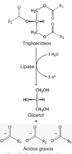 Figura 6.1: Quebra de triglicerídeos.