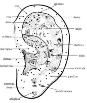 Mapa simplificado de auriculoterapia 