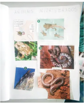 FIGURA 1: Álbum de Recortes de Animais Vertebrados e Invertebrados 