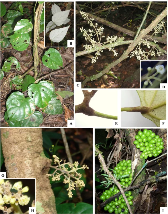 Fig. 1. A-F. Chondrodendron microphyllum: A. Hábito. B. Detalhe da folha (face abaxial)