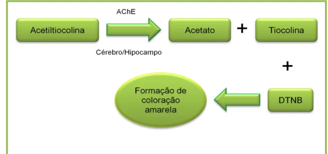 Figura 4: Esquema da reação in vitro segundo método de Ellman. 
