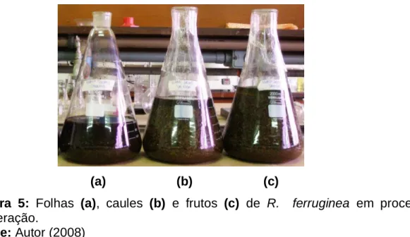 Figura  5:  Folhas  (a),  caules  (b)  e  frutos  (c)  de  R.    ferruginea  em  processo  de        maceração
