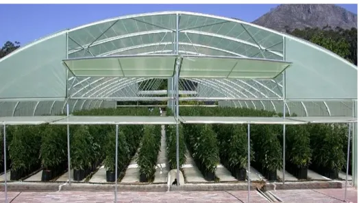 Figura 3 - Cultivo protegido de tomate em vasos com solo encoberto. 