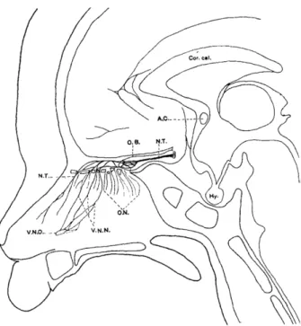 Figure 2 :  Dessin d’une vue septale du NT  chez un fœtus humain de six mois (Figure 1  McCotter (1915))