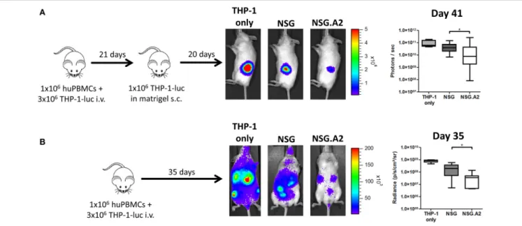 FIGURE 9 | Higher graft-versus-leukemia effect in NSG-HLA-A2/HHD mice. NSG and NSG-HLA-A2/HHD (NSG.A2 in figure) mice received sublethal total body irradiation (2.5 Gy) and were infused 24 h later with 1 × 10 6 of human PBMCs and 3 million of THP-1-luc cel