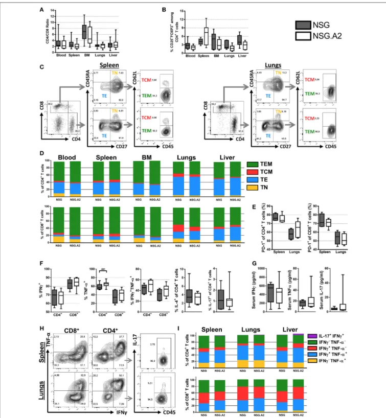 FIGURE 2 | Differentiation and phenotype of human T cells in NSG and NSG-HLA-A2/HHD mice transplanted with non-HLA-A2 PBMCs