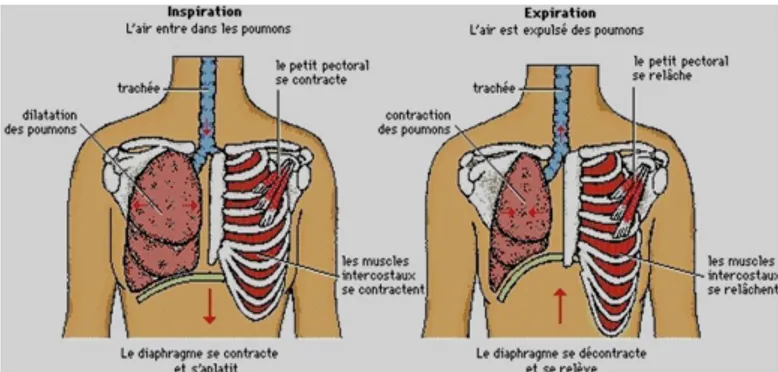 Figure 7 : Physiologie de la respiration 