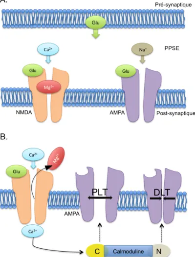 Figure 1. Modèle mécanistique des processus de PLT et DLT 