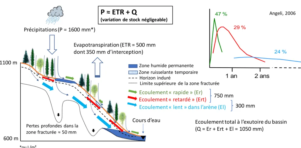 Figure 16 : Bilan hydrologique annuel et temps de résidence de l’eau dans un bassin des Hautes-Vosges granitiques (secteur de Cornimont, granite du Ventron) 