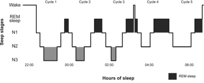 Figure  1  depicts  the  sleep  architecture  of  a  healthy  adult  subject.  Sleep  occurs  in  consecutive cycles of approximately 90 minutes, characterised by varying proportions of N1, N2,  N3, and rapid eye movement (REM) sleep