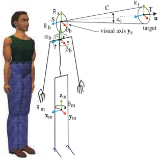 Figure 8. Manikin skeleton, visibility cone and target  definition. 