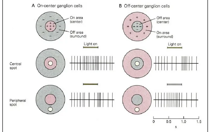 Figure 3.  Representation of the centre surround organization of the receptive fields of  ON-center (A) and OFF-center (B) ganglion cells showing the modulation of the neuronal  activity (vertical traces) depending on the position of the visual stimulus (l