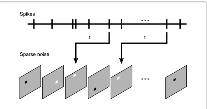 Figure 5.  Diagram  representing  the  reverse  correlation  algorithm.  The  spikes  are  correlated  with  the  preceding  visual  stimulus  (sparse  noise)  at  different  time  delays  (t)