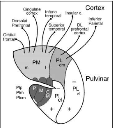 Figure 11.  Representation of the primate pulvinar with its main subdivisions. The cortical  targets of PM and PLdm are indicated (Kaas and Lyon 2007)