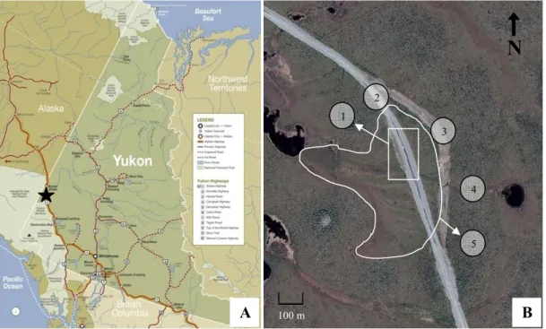 Figure 10. Localization of the study site (62°20’ N, 140°50’ W) A. Map of Yukon Territory, Canada  (www.gov.yk.ca) B