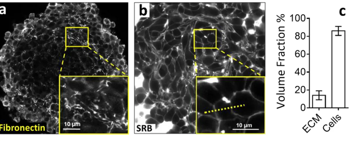 Figure 1: Extracellular Matrix volume fraction in multicellular spheroids. (a) Immuno-fluorescent staining of fibronectin and  (b)  intercellular  space  observed  by  confocal  microscopy