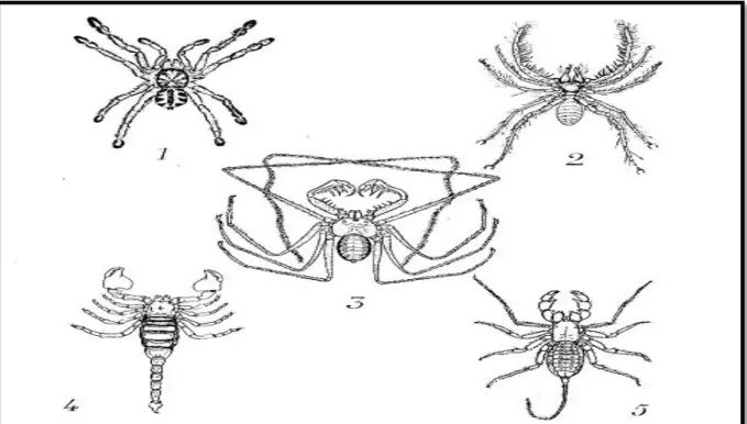 Figure 01 : Quelques types  d’arachnides :1- araignée ,2- solifuge,3- phrynide,4-scorpion,5- phrynide,4-scorpion,5-télyphonide (Laïd ,2008)